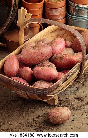 Potato - Solanum tuberosum? Red Valentine? View Large Photo Image Stock Photo - Potato - Solanum tuberosum? Red Valentine?. Fotosearch