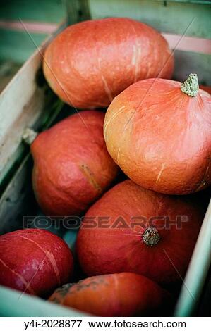 Potimarron, Pumpkins. Farmers market. View Large Photo Image Stock Photo - Potimarron, Pumpkins. Farmers market.. Fotosearch