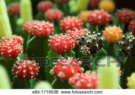 Potted cacti for sale in the Cameron Highlands, Malaysia View Large Photo Image Stock Photo - Potted cacti for sale in the Cameron Highlands, Malaysia. Fotosearch