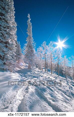 Powder skiing at Steamboat Colorado USA View Large Photo Image Stock Photo - Powder skiing at Steamboat Colorado USA. Fotosearch