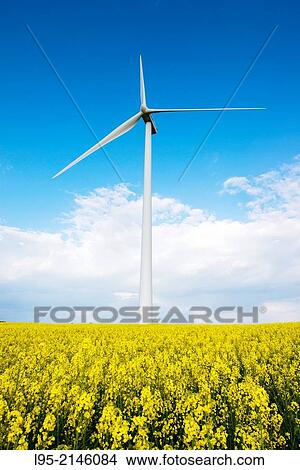 Picture - Power wind mills across fields of Canola (Brassica napus) or colza cultivated fields in spring, Spain.. Fotosearch