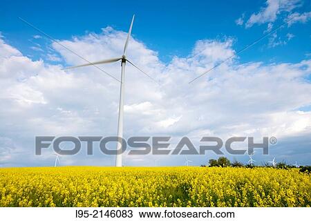 Power wind mills across fields of Canola (Brassica napus) or colza cultivated fields in spring, Spain. View Large Photo Image Stock Image - Power wind mills across fields of Canola (Brassica napus) or colza cultivated fields in spring, Spain.. Fotosearch