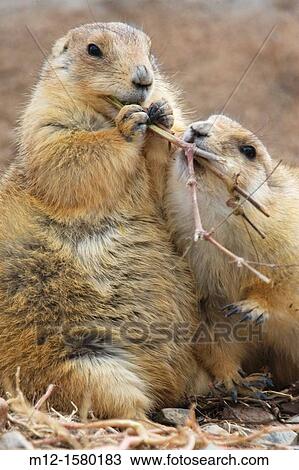 Stock Image - Prairie dogs feeding. Fotosearch