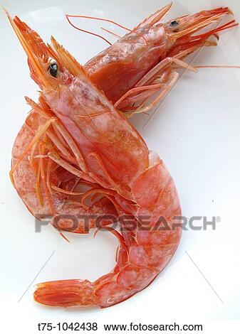 Prawn View Large Photo Image Stock Photo - Prawn. Fotosearch