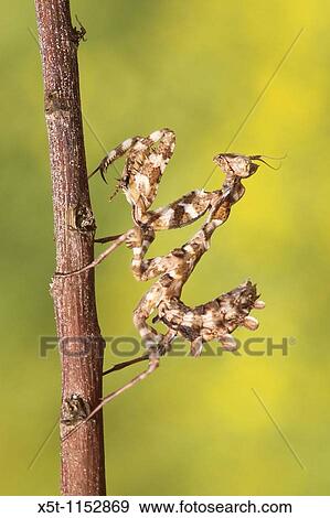 Praying mantis Blepharopsis mendica as seen camouflaged on a twig View Large Photo Image Stock Photo - Praying mantis Blepharopsis mendica as seen camouflaged on a twig. Fotosearch