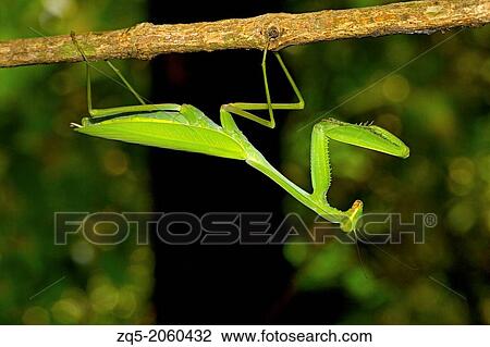 Stock Image - Praying Mantis. Family Mantidae Golaghat District, Assam, India.. Fotosearch