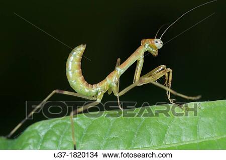 Praying mantis. Image taken at Kampung Skudup, Sarawak, Malaysia. View Large Photo Image Picture - Praying mantis. Image taken at Kampung Skudup, Sarawak, Malaysia.. Fotosearch