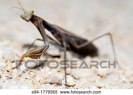 Stock Photography - Praying mantis "Mantis religiosa" in San Fiz, near Barrio, Orense, Spain. Fotosearch