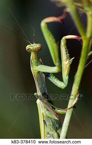 Praying Mantis (Mantis religiosa) View Large Photo Image Stock Image - Praying Mantis (Mantis religiosa). Fotosearch