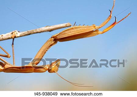 Praying Mantis (Mantis religiosa), female in summer. Vaucluse, France View Large Photo Image Stock Photo - Praying Mantis (Mantis religiosa), female in summer. Vaucluse, France. Fotosearch