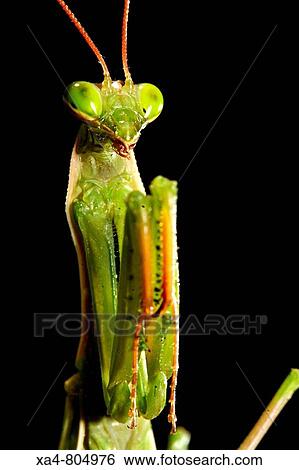 Praying Mantis (Mantis religiosa). Barcelona, Catalonia, Spain View Large Photo Image Stock Photograph - Praying Mantis (Mantis religiosa). Barcelona, Catalonia, Spain. Fotosearch