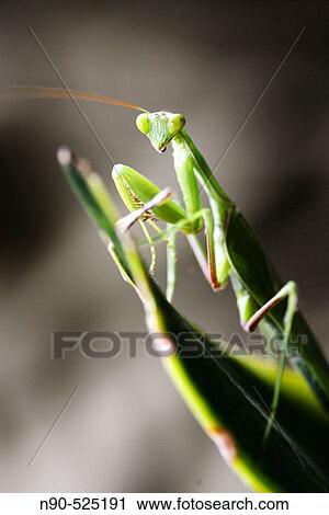 Stock Image - Praying mantis. Fotosearch