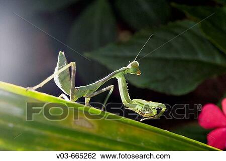 Stock Image - Praying Mantis. Fotosearch