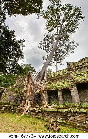Preah KhanPrah Khan, Sacred Sword, is a temple at Angkor, Cambodia, built in the 12th century for King Jayavarman VII, It is located northeast of Angkor Thom, Angkor, UNESCO World Heritage Site, Cambodia, Indochina, Southeast Asia, Asia View Large Photo Image Picture - Preah KhanPrah Khan, Sacred Sword, is a temple at Angkor, Cambodia, built in the 12th century for King Jayavarman VII, It is located northeast of Angkor Thom, Angkor, UNESCO World Heritage Site, Cambodia, Indochina, Southeast Asia, Asia. Fotosearch