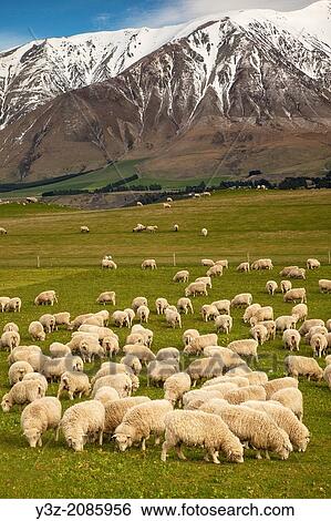 Pregnant ewe sheep grazing, spring growth under Mt Hutt Range, Rakaia river valley, Canterbury. View Large Photo Image Stock Photograph - Pregnant ewe sheep grazing, spring growth under Mt Hutt Range, Rakaia river valley, Canterbury.. Fotosearch