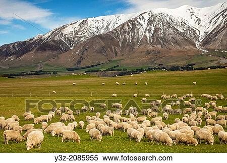 Pregnant ewe sheep grazing, spring growth under Mt Hutt Range, Rakaia river valley, Canterbury. View Large Photo Image Stock Photography - Pregnant ewe sheep grazing, spring growth under Mt Hutt Range, Rakaia river valley, Canterbury.. Fotosearch