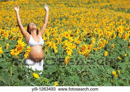 Pregnant woman relaxing in sunflowers field View Large Photo Image Stock Image - Pregnant woman relaxing in sunflowers field. Fotosearch