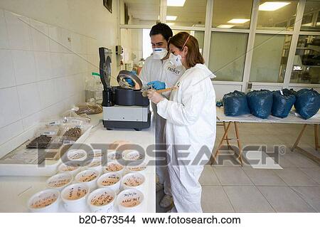 Picture - Preparing fodder samples for analysis by grinding, Departamento de Agrosistemas y Recursos Naturales, Neiker Tecnalia, Instituto de Investigaci? n y Desarrollo Agrario, Ganadero, Forestal y del Medio Natural, Derio, Bizkaia, Euskadi, Spain. Fotosearch