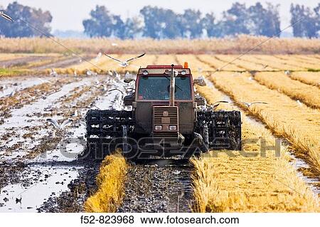 Preparing rice field, Parque Natural de Doana National Park, Sevilla province, Andalucia, Spain View Large Photo Image Stock Photo - Preparing rice field, Parque Natural de Doana National Park, Sevilla province, Andalucia, Spain. Fotosearch