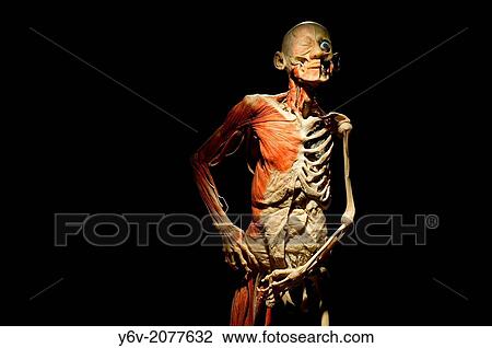 Preserved human body dissected to display the internal organs.? Bodies revealed? exhibition, Sofia, Bulgaria. View Large Photo Image Stock Image - Preserved human body dissected to display the internal organs.? Bodies revealed? exhibition, Sofia, Bulgaria.. Fotosearch