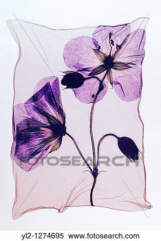 Pressed geranium Meadow Cranesbill - Wild flowers - Polaroid lift View Large Photo Image Stock Photography - Pressed geranium Meadow Cranesbill - Wild flowers - Polaroid lift. Fotosearch