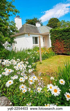 Stock Image - Pretty white house and meadow of daisies in Scotland.. Fotosearch