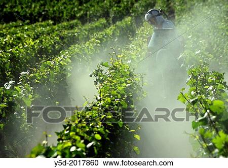 Preventive spray for pest in a vineyard, Beaune, Department of Cote d'Or, Burgundy, France, Europe. View Large Photo Image Stock Image - Preventive spray for pest in a vineyard, Beaune, Department of Cote d'Or, Burgundy, France, Europe.. Fotosearch