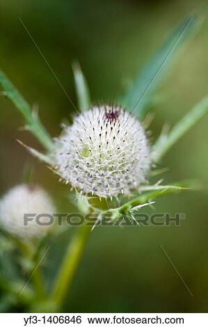 Prickly flower View Large Photo Image Stock Photograph - Prickly flower. Fotosearch