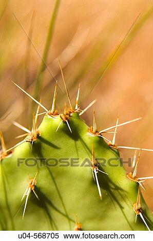 Stock Photography - Prickly pear cactus, Moab, Utah. USA.. Fotosearch
