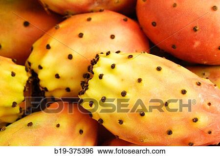 Stock Photograph - Prickly Pears. Majorca, Balearic Islands. Spain. Fotosearch