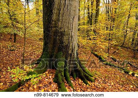 Primeval beech forest, trunk of a beech, colours of autumn, Steigerwald, Bavaria, Germany View Large Photo Image Stock Photo - Primeval beech forest, trunk of a beech, colours of autumn, Steigerwald, Bavaria, Germany. Fotosearch
