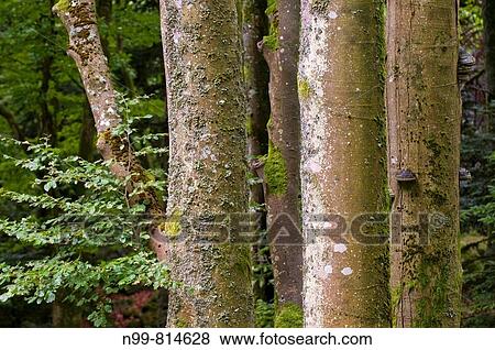 Primeval beech forest, trunks of beeches with agarics, valley of Wormsa, Vosges mountains, Alsace, France View Large Photo Image Stock Photo - Primeval beech forest, trunks of beeches with agarics, valley of Wormsa, Vosges mountains, Alsace, France. Fotosearch