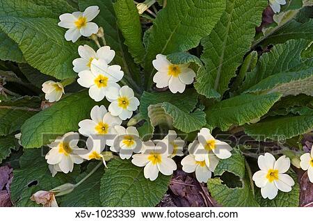 Stock Photo - Primroses (Primula sp. ) Natural Park of Aracena and Picos de Aroche. Huelva. Andalucia. Spain. Fotosearch