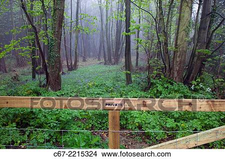 Picture - Private Woodland in mist Gimingham Norfolk UK.. Fotosearch
