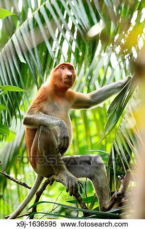 Proboscis monkey at Bako National Park, Kuching, Sarawak View Large Photo Image Stock Photography - Proboscis monkey at Bako National Park, Kuching, Sarawak. Fotosearch