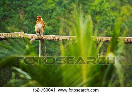 Proboscis Monkey (Nasalis larvatus), Labuk Bay Proboscis Monkey Sanctuary. Sabah, Borneo, Malaysia View Large Photo Image Stock Image - Proboscis Monkey (Nasalis larvatus), Labuk Bay Proboscis Monkey Sanctuary. Sabah, Borneo, Malaysia. Fotosearch