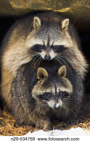 Procyon lotor, Raccoon View Large Photo Image Stock Photo - Procyon lotor, Raccoon. Fotosearch