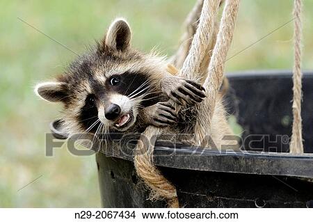 Procyon lotor, racoon, captive, Germany. View Large Photo Image Picture - Procyon lotor, racoon, captive, Germany.. Fotosearch
