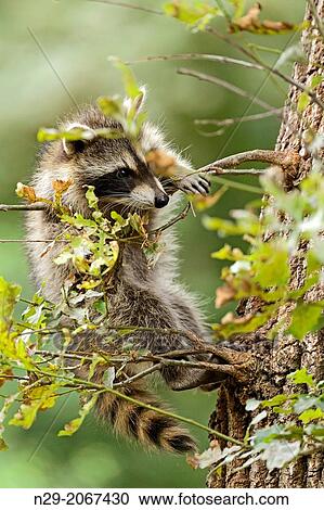 Procyon lotor, racoon, captive, Germany. View Large Photo Image Stock Image - Procyon lotor, racoon, captive, Germany.. Fotosearch