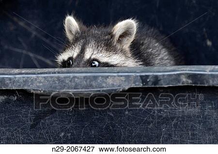 Procyon lotor, racoon, captive, Germany. View Large Photo Image Stock Photo - Procyon lotor, racoon, captive, Germany.. Fotosearch