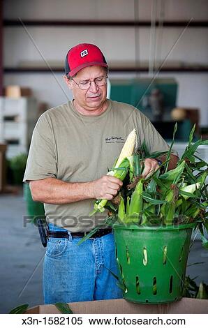 Produce grower inspecting corn crop, Caroline County, MD View Large Photo Image Stock Photography - Produce grower inspecting corn crop, Caroline County, MD. Fotosearch