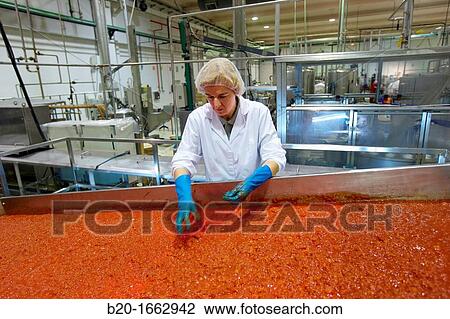 Production line of canned vegetables and beans in glass bottle, Cooked Tomato, Canning Industry, Agri-food, Navarra, Spain View Large Photo Image Stock Image - Production line of canned vegetables and beans in glass bottle, Cooked Tomato, Canning Industry, Agri-food, Navarra, Spain. Fotosearch