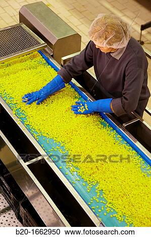 Production line of canned vegetables and beans in glass bottle, Corn, Maize, Canning Industry, Agri-food, Logistics Center, Navarra, Spain View Large Photo Image Stock Image - Production line of canned vegetables and beans in glass bottle, Corn, Maize, Canning Industry, Agri-food, Logistics Center, Navarra, Spain. Fotosearch