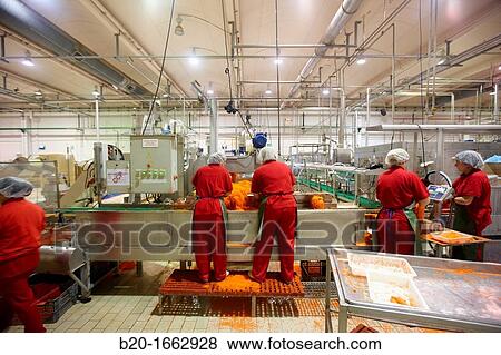 Stock Photo - Production line of canned vegetables and beans in glass bottle, Carrots, Canning Industry, Agri-food, Navarra, Spain. Fotosearch