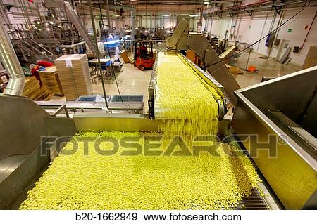 Production line of canned vegetables and beans in glass bottle, Corn, Maize, Canning Industry, Agri-food, Logistics Center, Gutarra, Grupo Riberebro, Villafranca, Navarra, Spain View Large Photo Image Stock Photo - Production line of canned vegetables and beans in glass bottle, Corn, Maize, Canning Industry, Agri-food, Logistics Center, Gutarra, Grupo Riberebro, Villafranca, Navarra, Spain. Fotosearch