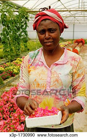 Production of edible flowers for sale Balaguer, Lleida, Catalonia, Spain View Large Photo Image Stock Image - Production of edible flowers for sale Balaguer, Lleida, Catalonia, Spain. Fotosearch