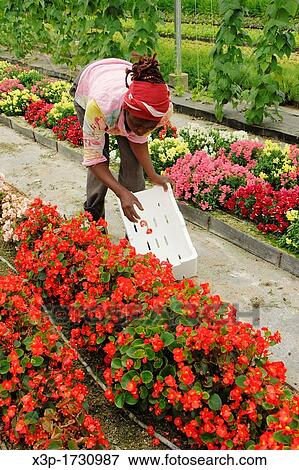 Production of edible flowers for sale Balaguer, Lleida, Catalonia, Spain View Large Photo Image Stock Photo - Production of edible flowers for sale Balaguer, Lleida, Catalonia, Spain. Fotosearch