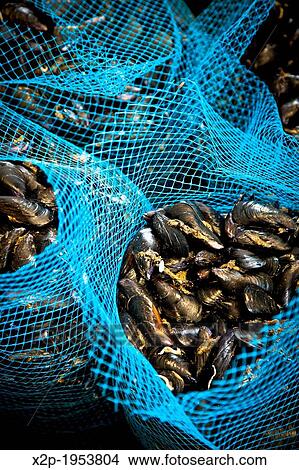 Production of oysters in Etang de Diane, the east coast of Corsica, France, Europe. View Large Photo Image Picture - Production of oysters in Etang de Diane, the east coast of Corsica, France, Europe.. Fotosearch