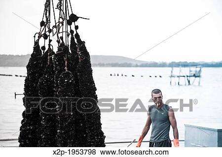 Stock Photo - Production of oysters in Etang de Diane, the east coast of Corsica, France, Europe.. Fotosearch