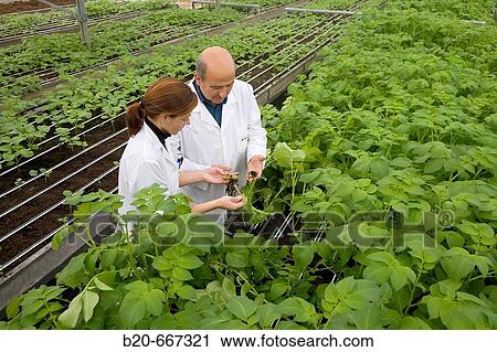 Stock Image - Production of pre-base seed potatoes. Neiker Tecnalia, Instituto de Investigaci? n y Desarrollo Agrario, Ganadero, Forestal y del Medio Natural, Arkaute, Alava, Euskadi, Spain.. Fotosearch